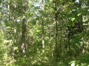 Land for Sale In Pike County Mississippi